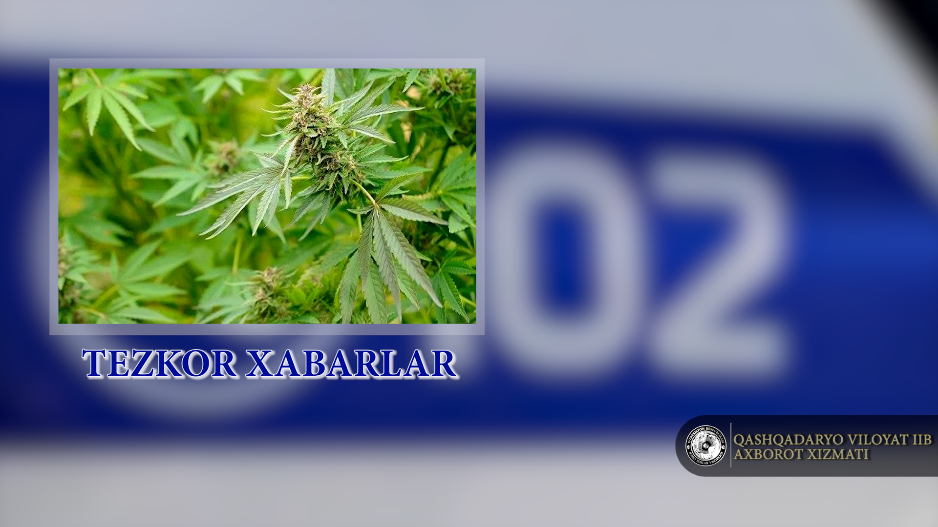 10 tup kannabis