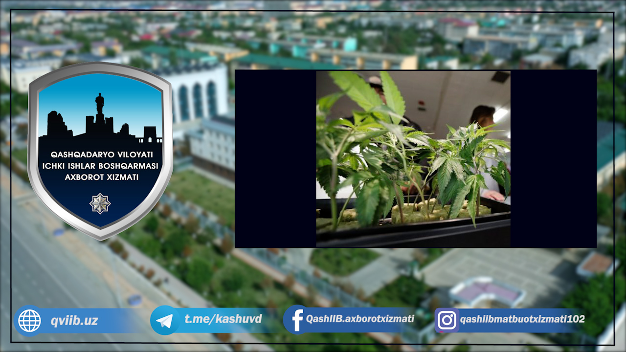 Gultuvakda kannabis yetishtirayotgan ekan