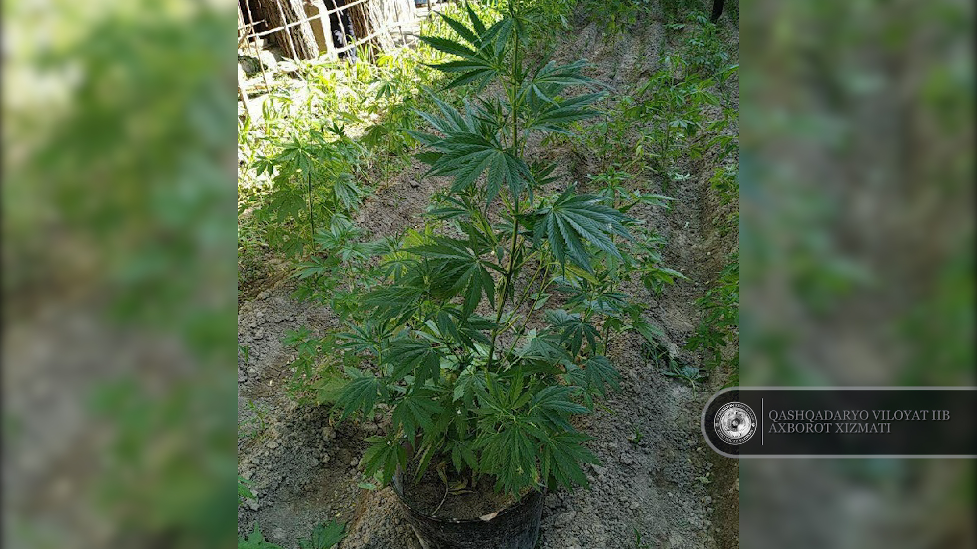 “Qoradori-2022” tezkor tadbiri davomida “Kannabis” oʼsimligi topildi