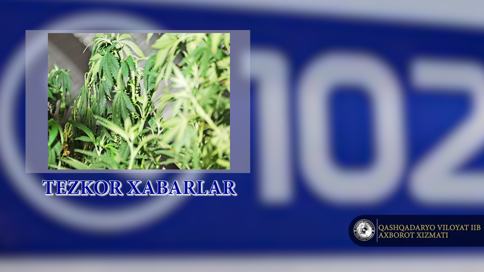 25 tup kannabisni parvarishlayotgan ekan
